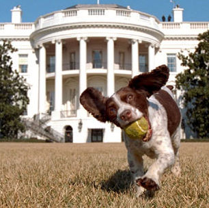 w - spot - springer spaniel